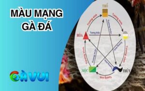 Màu Mạng Gà Đá