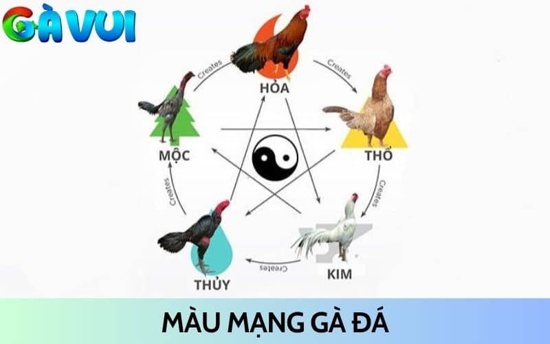 Màu mạng gà đá là cách phân biệt chiến kê dựa vào màu lông Màu mạng gà đá là cách phân biệt chiến kê dựa vào màu lông