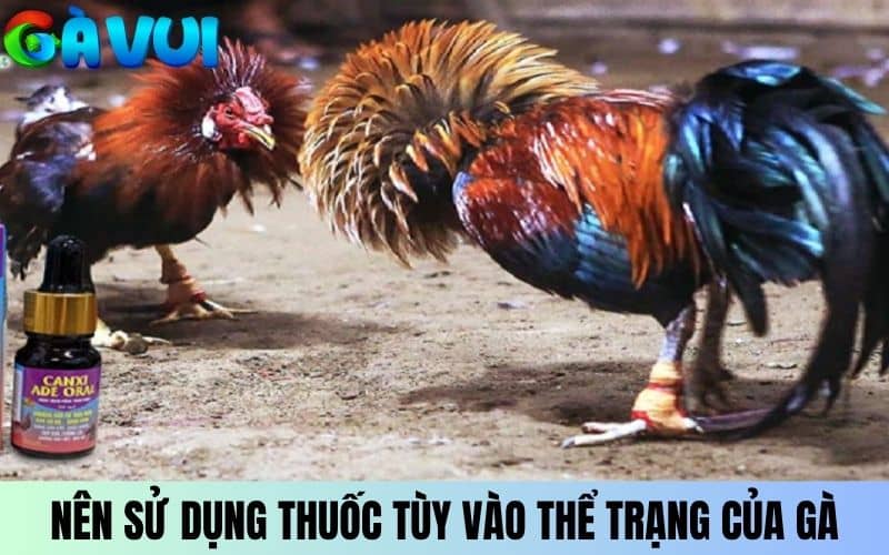 Nên sử dụng thuốc bổ cho gà đá tùy theo thể trạng gà Nên sử dụng thuốc bổ cho gà đá tùy theo thể trạng gà