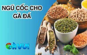 Ngũ Cốc Cho Gà Đá