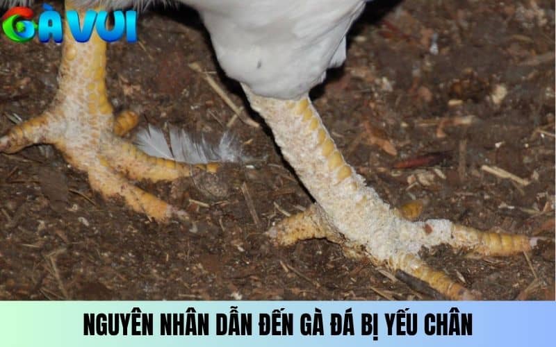 Nguyên nhân khiến gà đá bị yếu chân Nguyên nhân khiến gà đá bị yếu chân