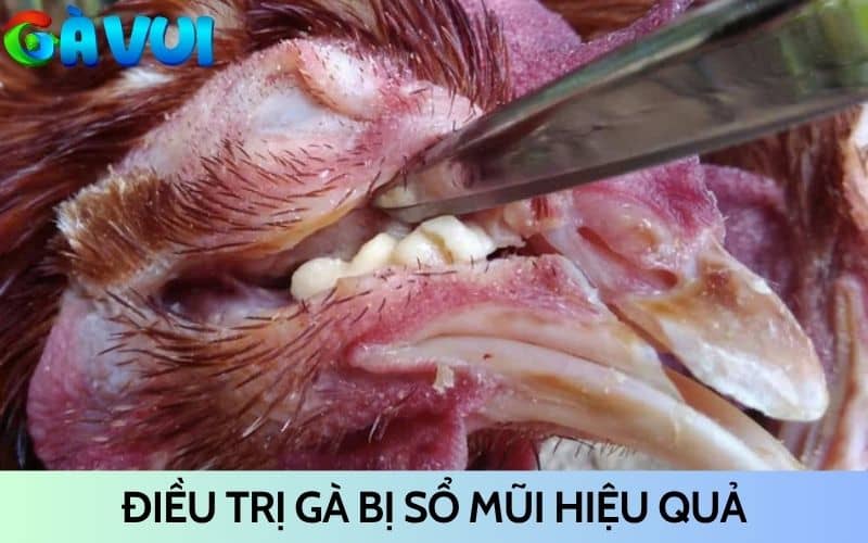 Những cách điều trị khi gà bị sổ mũi hiệu quả Những cách điều trị khi gà bị sổ mũi hiệu quả