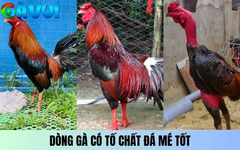 Những dòng gà có tố chất về khả năng đá mé Những dòng gà có tố chất về khả năng đá mé