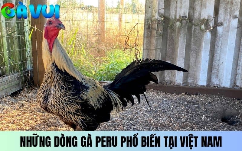 Những dòng gà đá Peru phổ biến tại Việt Nam Những dòng gà đá Peru phổ biến tại Việt Nam