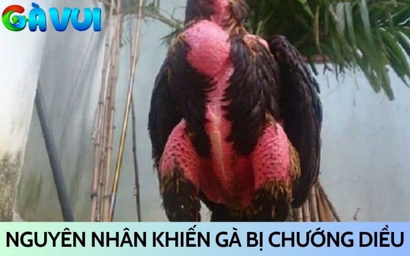 Những nguyên nhân khiến gà bị chướng diều Những nguyên nhân khiến gà bị chướng diều