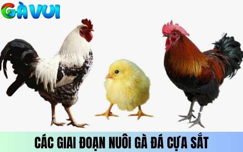 Nuôi gà đá cựa sắt chuẩn theo từng giao đoạn phát triển Nuôi gà đá cựa sắt chuẩn theo từng giao đoạn phát triển