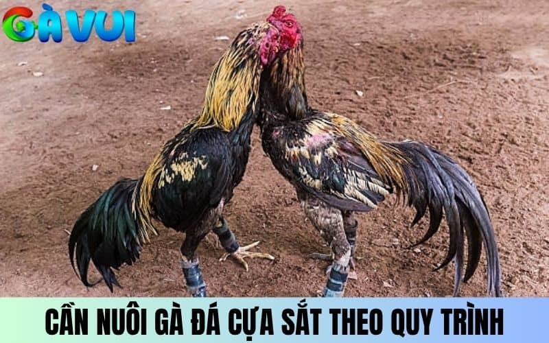 Nuôi gà đá cựa sắt theo quy trình để giữ phong độ cho gà Nuôi gà đá cựa sắt theo quy trình để giữ phong độ cho gà