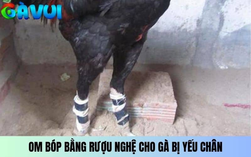 Om bóp bằng rượu nghệ cho gà bị yếu chân Om bóp bằng rượu nghệ cho gà bị yếu chân