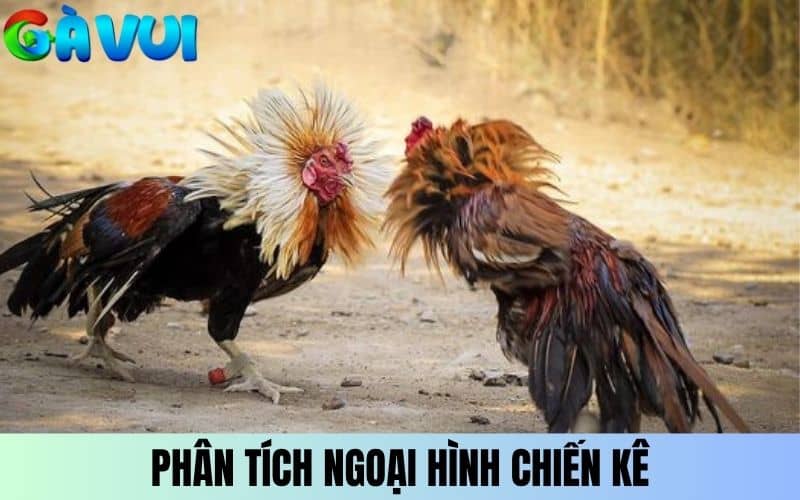 Phân tích ngoại hình chiến kê để đặt cược Phân tích ngoại hình chiến kê để đặt cược