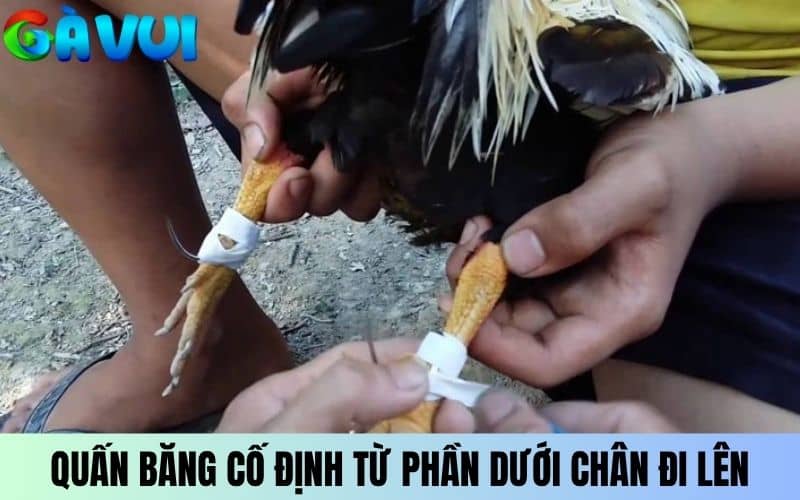 Quấn băng cố định cựa gà từ phần dưới chân đi lên Quấn băng cố định cựa gà từ phần dưới chân đi lên