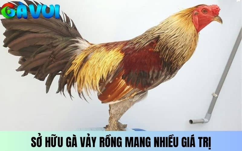 Sở hữu gà vảy Rồng mạng nhiều giá trị Sở hữu gà vảy Rồng mạng nhiều giá trị