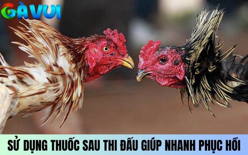 Sử dụng thuốc sau thi đấu giúp gà nhanh hồi phục Sử dụng thuốc sau thi đấu giúp gà nhanh hồi phục