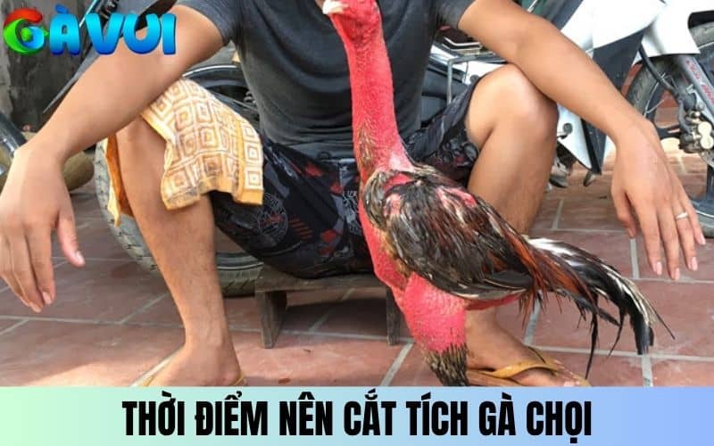 Thời điểm cắt tích gà chọi từ 7 đến 10 tháng tuổi Thời điểm cắt tích gà chọi từ 7 đến 10 tháng tuổi