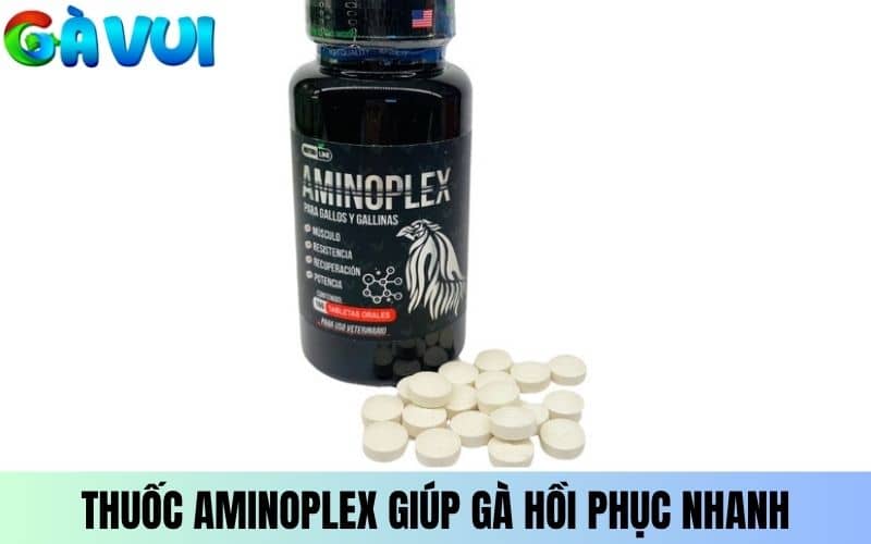 Thuốc Aminoplex giúp gà phục hồi nhanh Thuốc Aminoplex giúp gà phục hồi nhanh