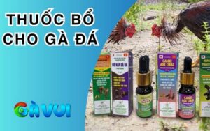 Thuốc Bổ Cho Gà Đá