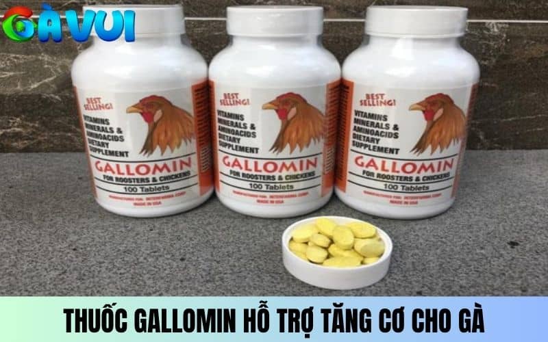 Thuốc Gallomin hỗ trợ tăng cơ cho gà Thuốc Gallomin hỗ trợ tăng cơ cho gà