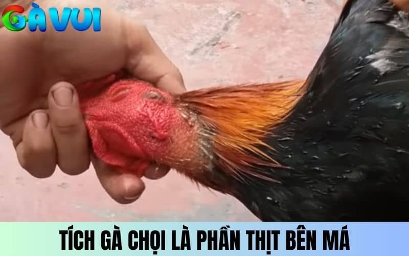 Tích gà chọi là phần thịt thừa bên dưới mỏ hoặc má gà Tích gà chọi là phần thịt thừa bên dưới mỏ hoặc má gà