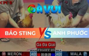 Trận 23 CPC2 Ngày 01/06/2025 – Khét Bảo Sting Hạ Gà Bướm Phước Đồng Tháp