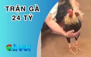 Trận Gà 24 Tỷ