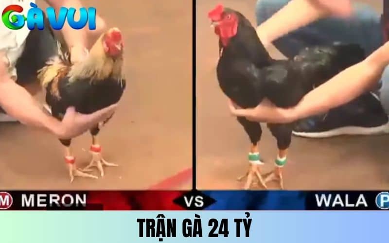 Trận gà 24 tỷ diễn ra khi hai sư kê nổi tiếng thi đấu Trận gà 24 tỷ diễn ra khi hai sư kê nổi tiếng thi đấu