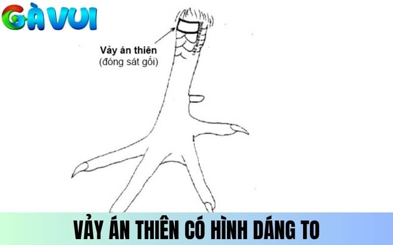 Vảy Án Thiên nằm gần khớp gối có hình dáng to Vảy Án Thiên nằm gần khớp gối có hình dáng to