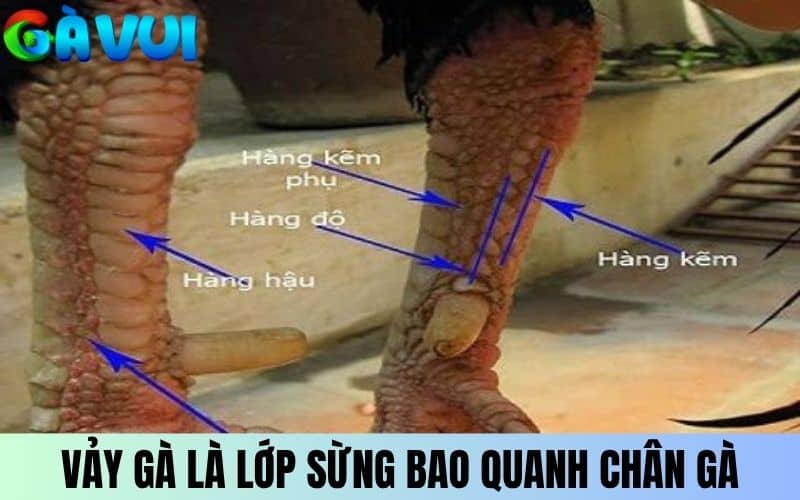 Vảy gà là các lớp sừng cứng nằm dọc hai chân gà Vảy gà là các lớp sừng cứng nằm dọc hai chân gà