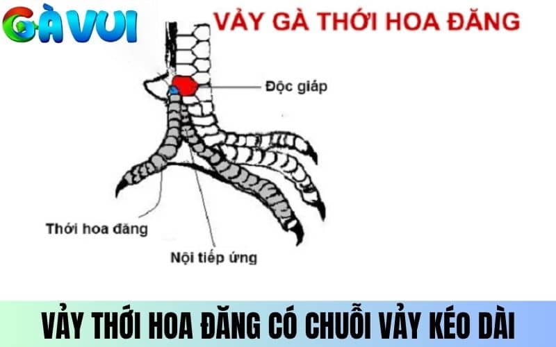 Vảy Thới Hoa Đăng có chuỗi vảy kéo dài từ thới đến cựa Vảy Thới Hoa Đăng có chuỗi vảy kéo dài từ thới đến cựa