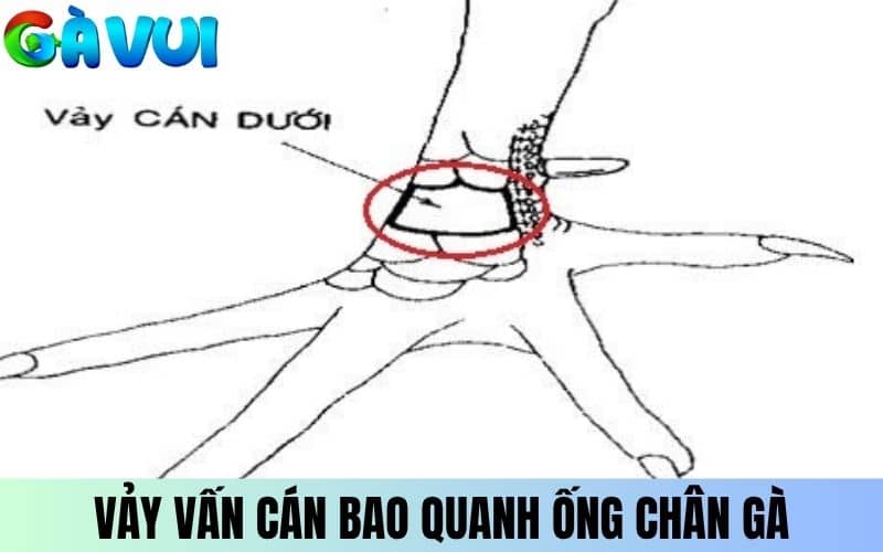 Vảy Vấn Cán là vảy bao quanh phần ống chân Vảy Vấn Cán là vảy bao quanh phần ống chân