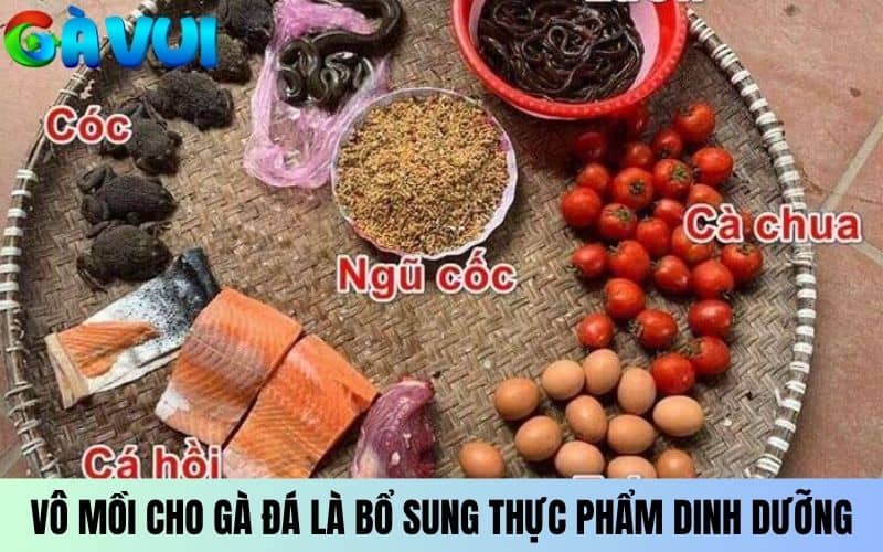 Vô mồi cho gà đá là bổ sung thực phẩm dinh dưỡng Vô mồi cho gà đá là bổ sung thực phẩm dinh dưỡng