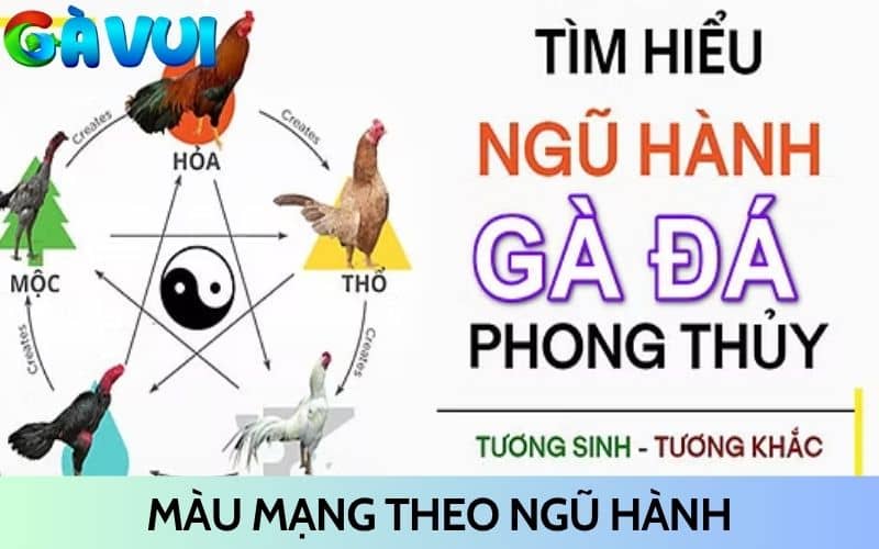 Xác định màu mạng gà đá theo ngũ hành và màu lông Xác định màu mạng gà đá theo ngũ hành và màu lông