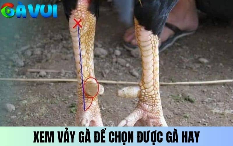 Xem vảy gà có thể giúp sư kê chọn được con gà tốt Xem vảy gà có thể giúp sư kê chọn được con gà tốt