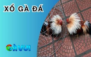 Xổ gà đá