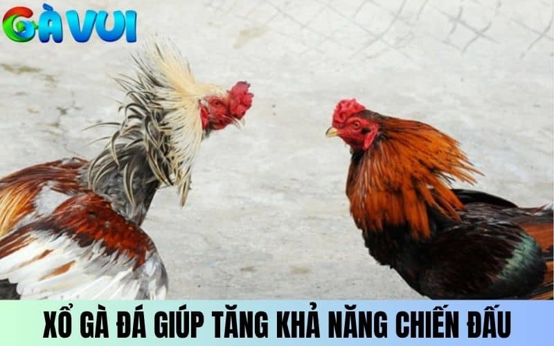 Xổ gà đá đúng giúp gà có độ phản xạ và tăng khả năng thi đấu Xổ gà đá đúng giúp gà có độ phản xạ và tăng khả năng thi đấu