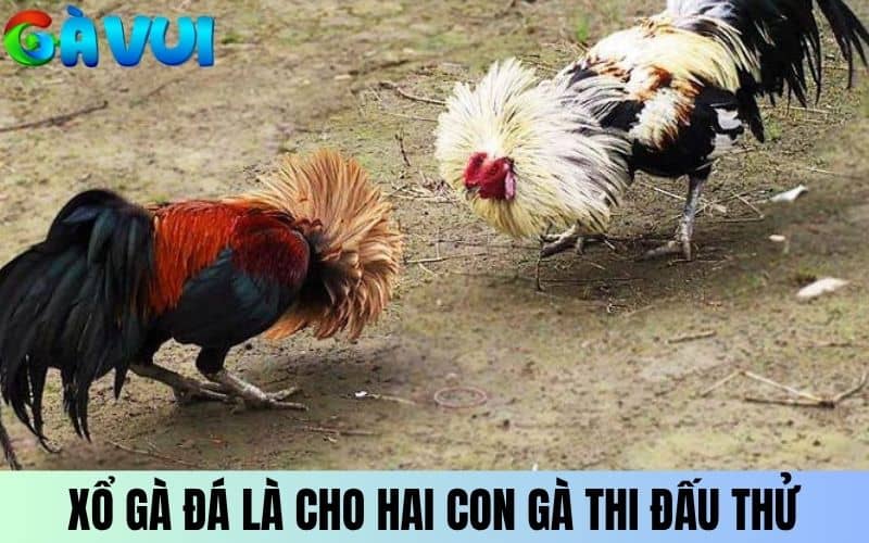 Xổ gà đá là hình thức tập luyện cho hai chiến kê thi đấu thử Xổ gà đá là hình thức tập luyện cho hai chiến kê thi đấu thử
