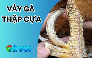 Vảy gà thập cựa