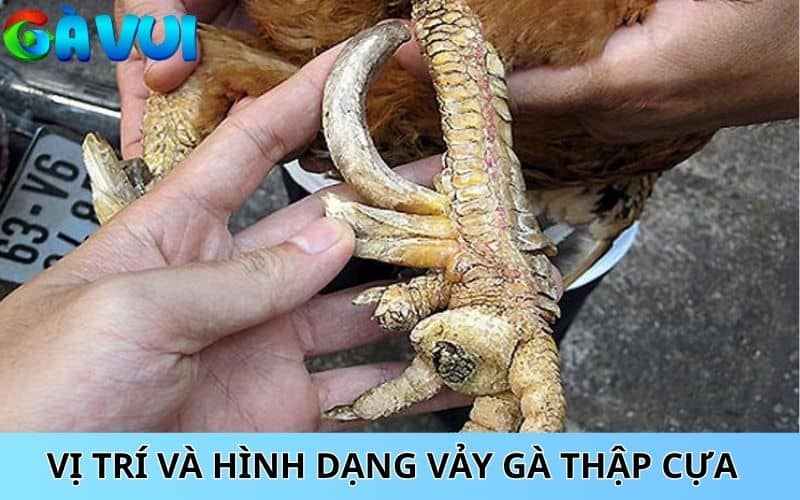 Cách nhận biết vảy gà thập cựa qua vị trí và hình dạng vảy Cách nhận biết vảy gà thập cựa qua vị trí và hình dạng vảy