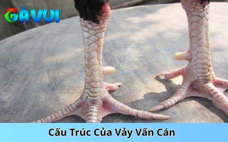 Cấu trúc của vảy vấn cán Cấu trúc của vảy vấn cán