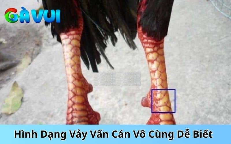 Hình dạng của vảy vấn cán Hình dạng của vảy vấn cán