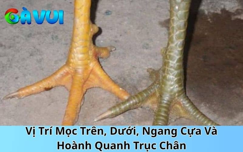 Những vị trí vảy vấn cán có thể mọc trên chân gà Những vị trí vảy vấn cán có thể mọc trên chân gà