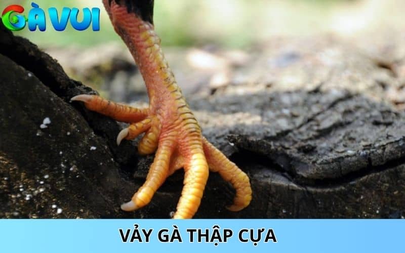 Vảy gà thập cựa là gà sở hữu mười cựa Vảy gà thập cựa là gà sở hữu mười cựa