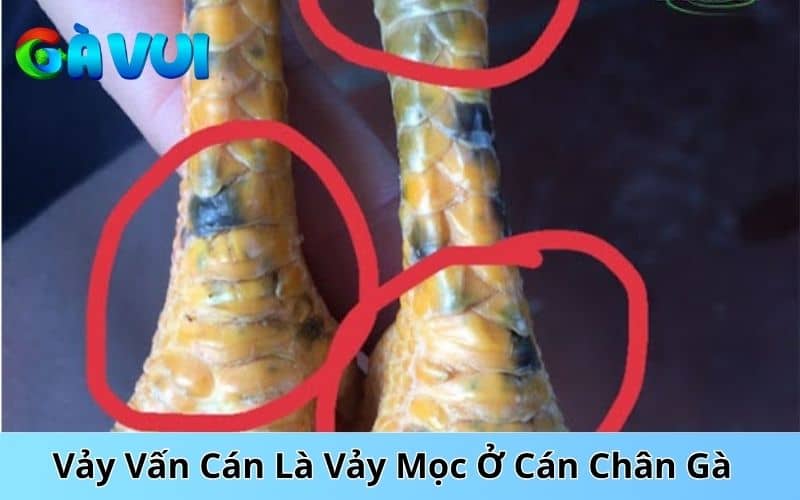 Vảy vấn cán là các vảy nhỏ mọc nằm ở phần cán của chân gà Vảy vấn cán là các vảy nhỏ mọc nằm ở phần cán của chân gà