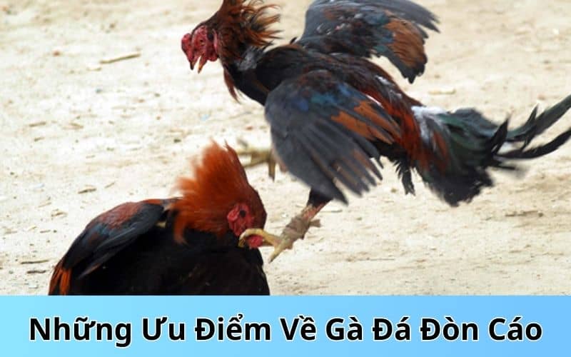 Các lối đá của gà đá đòn cáo trong thi đấu Các lối đá của gà đá đòn cáo trong thi đấu