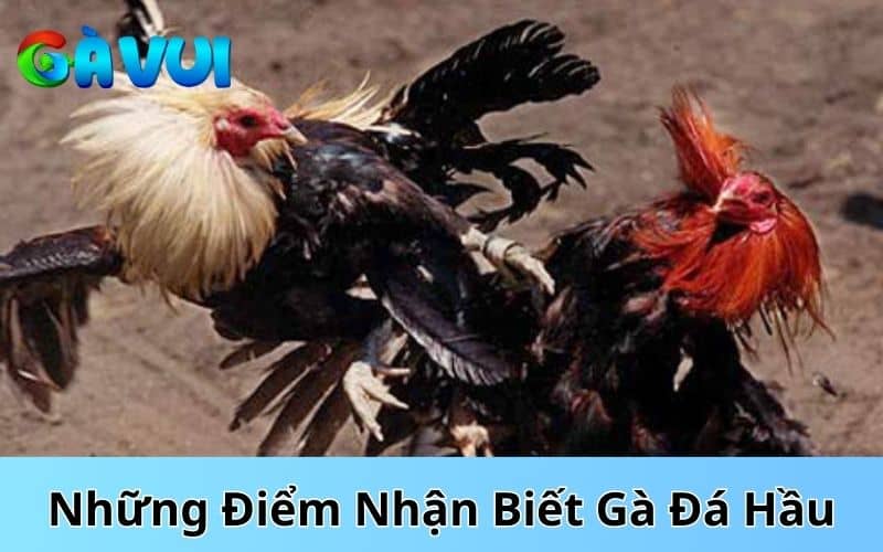 Cách nhận biết gà đá hầu Cách nhận biết gà đá hầu