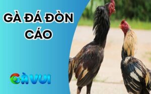 Gà đá đòn cáo