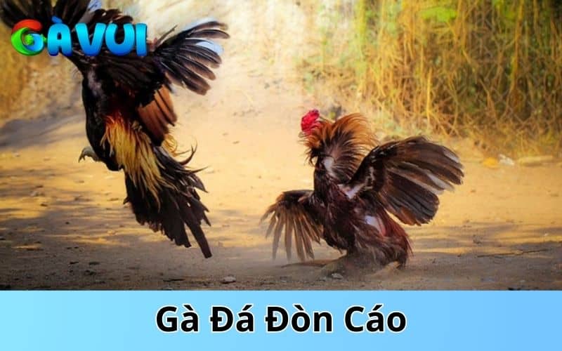 Gà đá đòn cáo là chiến kê sở hữu lối đá đầy mưu mẹo như cáo Gà đá đòn cáo là chiến kê sở hữu lối đá đầy mưu mẹo như cáo