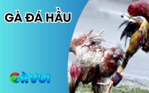 Gà Đá Hầu