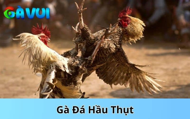 Gà đá hầu thụt thường đá rất mạnh và tấn công chủ lực vào hầu Gà đá hầu thụt thường đá rất mạnh và tấn công chủ lực vào hầu