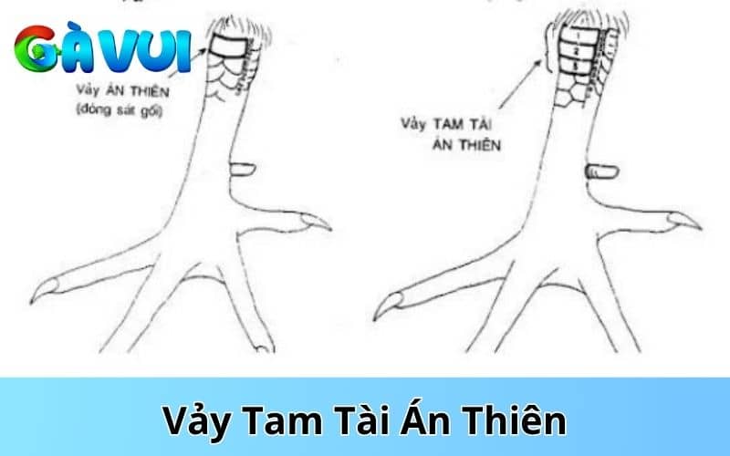 Gà có vảy tam tài án thiên thường đá đòn hiểm và tốc độ nhanh Gà có vảy tam tài án thiên thường đá đòn hiểm và tốc độ nhanh