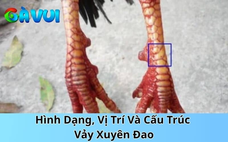 Những điểm nhận biết vảy xuyên đao chuẩn xác nhất Những điểm nhận biết vảy xuyên đao chuẩn xác nhất