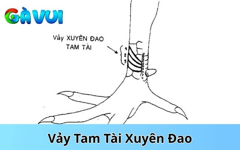 Tam tài xuyên đao gồm có 3 vảy xuyên đao cùng mọc trên chân gà Tam tài xuyên đao gồm có 3 vảy xuyên đao cùng mọc trên chân gà